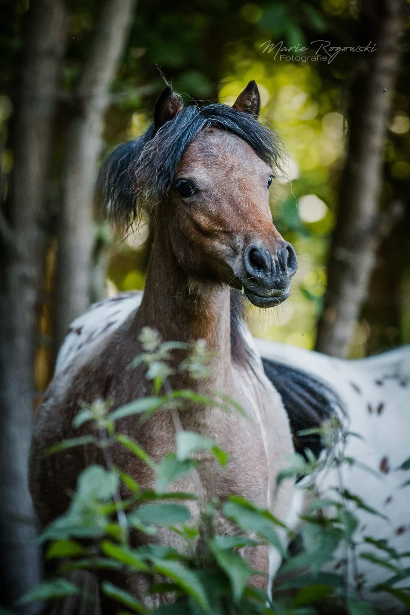 Lendorfs Mini Appaloosa - Lendorfs Kigali